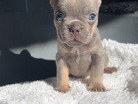 MAVİ GÖZLÜ EV BAKIMI FRENCH BULLDOG YAVRUM