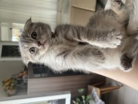 Scottish Fold Silver