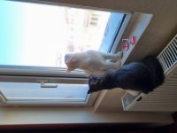 British shorthair kardeşler