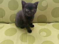 British shorthair yavru kedilerimiz
