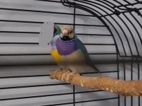 Çift Goldian finch (Gökkuşağı İspinozu)