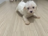 MALTİPOO VE TOY POODLE KIRMASI 2 AYLIK YAVRU