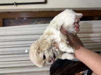 Minik beyaz pekinez köpeğim
