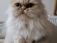 BAYRAM ŞEKERİ İRAN KEDİSİ