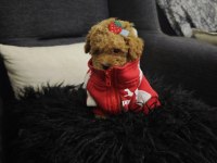 Toy Poodle Yavrular