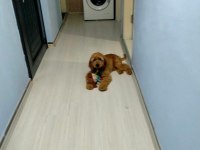 Asıl yavrumuza yuva arıyoruz acil english