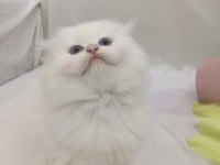 Scottish fold beyaz uzun tüylü