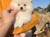 KARTOPU GİBİ AYICIK POMERANİAN BOO