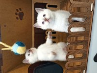SCOTTİSH YAVRU KEDİLER