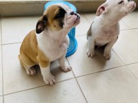 ENGLİSH BULLDOG YAVRULAR İZMİR