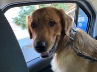 Golden retriever 2 yaşına yaklaştı