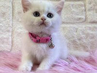 British Shorthair 2 aylık dişi Tuvalet eğitimi var