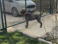 Cane corso blue