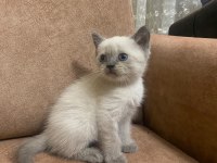 Beyaz Ve Blue Point British Bebekler