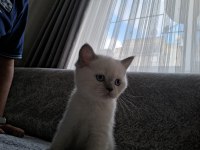 2 aylık erkek british shorthair