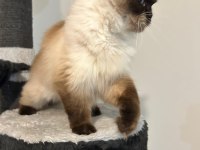 ÜCRETSİZ SAHİPLENDİRİLECEK DİŞİ RAGDOLL 3 YAŞINDA