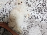 Tüy yumağı chinchilla kedisi bebekler