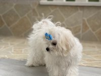 SAFKAN MALTESE YAVRU