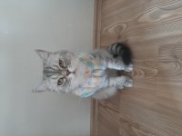Sevimli British Shorthair Maya