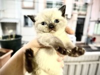 Scottish fold cinsi kedilerimi sahiplendirmek istiyorum