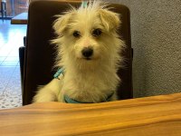 2 yaşında dişi kızımız maltese terrier