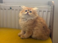 British Longhair 2 Aylık Yavru