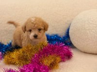 Yavru Maltipoo Bebeklerimiz