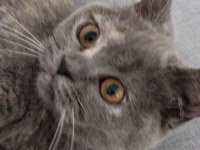 British shorthair kedimiz eşyaları ile sahiplendirilecektir