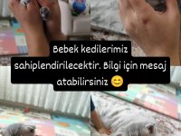 4 adet erkek yavru kedimiz