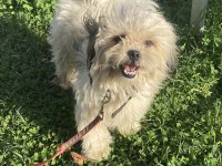 Sahiplendirilecek Erkek Shih Tzu