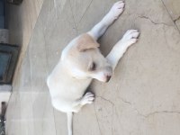Maltipoo yavru 40 günlük
