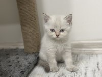 Yavru british shorthair