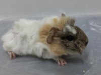 Guinea pig Şehir İçi ve Şehir Dışı Teslimat Vardır
