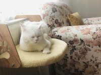BRİTİSH KEDİM İÇİN EŞ ARANIYOR