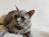 2 Yaşında Tatlı British Shorthair