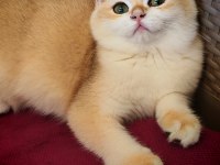Ny 12 erkek british shorthair