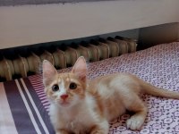 YAVRU KEDİLERİMİ ÜCRETSİZ SAHİPLENDİRİYORUM