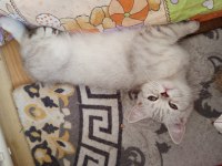 British Shorthair Ve British Golden Yavru Kediler