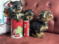 Anti allerjik çok özel tea cup yorkshire terrier ler