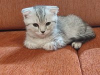Minnoş Anne ve İki Tatlış Scottish Fold Yavru Yuva Arıyoruz
