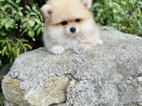 Yavru pomeranian köpeğimiz sağlık ve ırk garantilidir