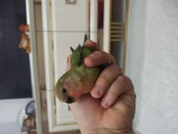 Bebek sevda papağanlar