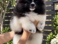Muhteşem Bicolor Pomeranian yavrularımız