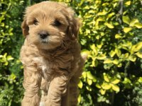 Orjinal Teacup Maltipoo