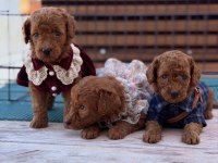 Toy poodle köpeği
