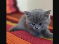 29 Mayıs doğumlu British Shorthair Yavru
