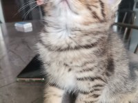 Black golden tabby erkek yavrular