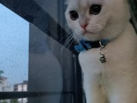 Tam bir dost canlısı british shorthair