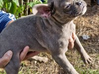 Blue Dişi French Bulldog Yavrumuz