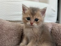 British shorthair golden Ny12 ve silver point mükemmel yavru